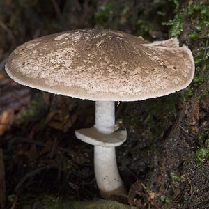 Agaricus ‘xanthodermati group’