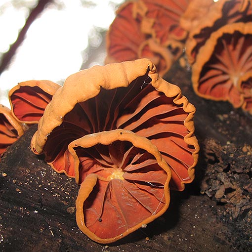 Anthracophyllum archeri, fungi, Tasmania