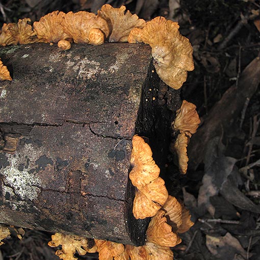 Anthracophyllum archeri, fungi, Tasmania