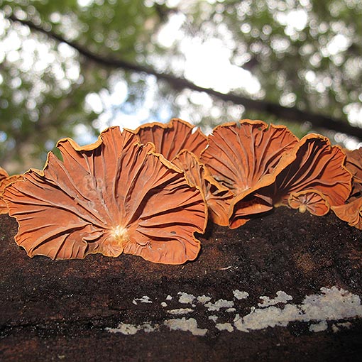 Anthracophyllum archeri, fungi, Tasmania
