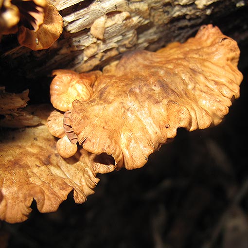 Anthracophyllum archeri, fungi, Tasmania