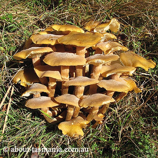 Armillaria luteobubalina, Honey fungus, Tasmania, 