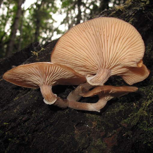 Armillaria novae-zelandiae, fungi, Tasmania