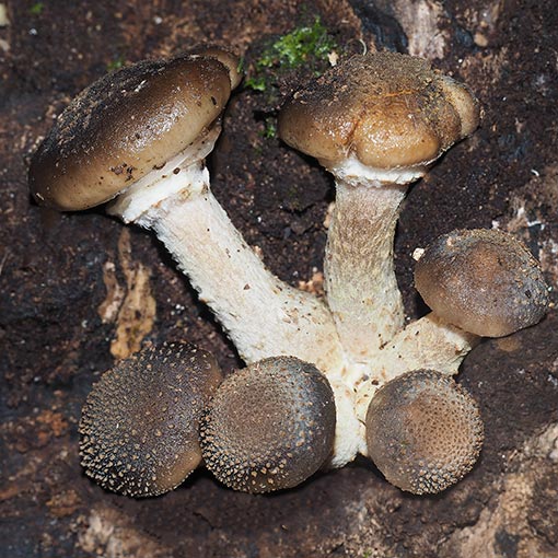 Armillaria Novae-zelandiae 