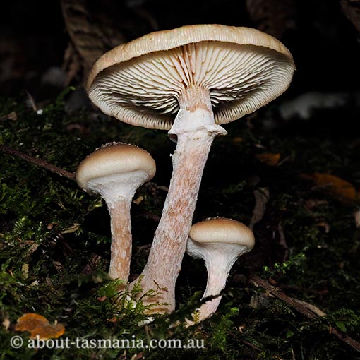 Armillaria novae-zelandiae | About Tasmania