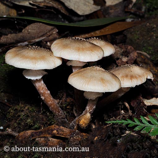 Armillaria novae-zelandiae, fungi, Tasmania