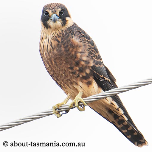 Falco longipennis, Australian Hobby, Tasmania