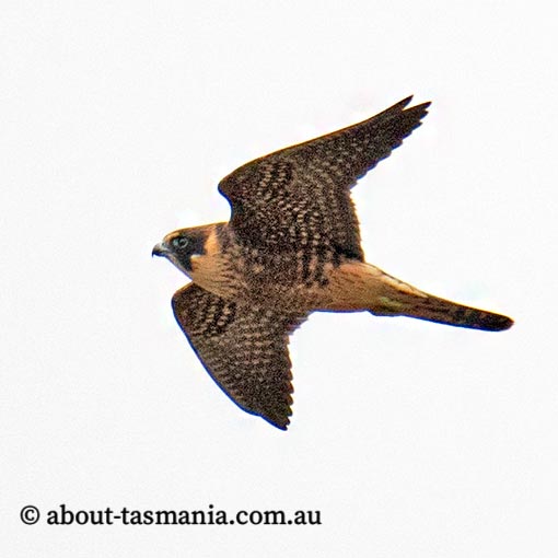 Falco longipennis, Australian Hobby, Tasmania