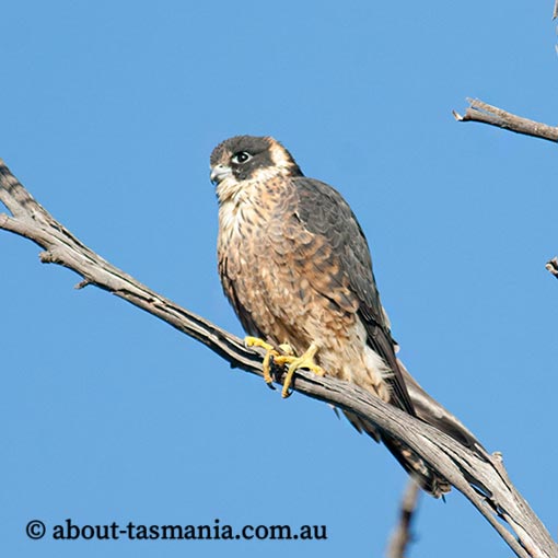 Falco longipennis, Australian Hobby, Tasmania