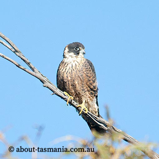 Falco longipennis, Australian Hobby, Tasmania