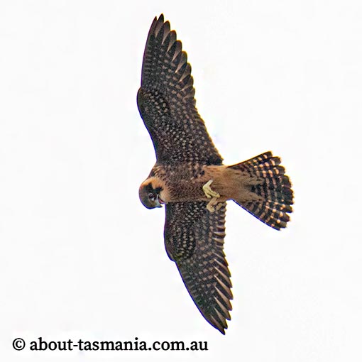 Falco longipennis, Australian Hobby, Tasmania
