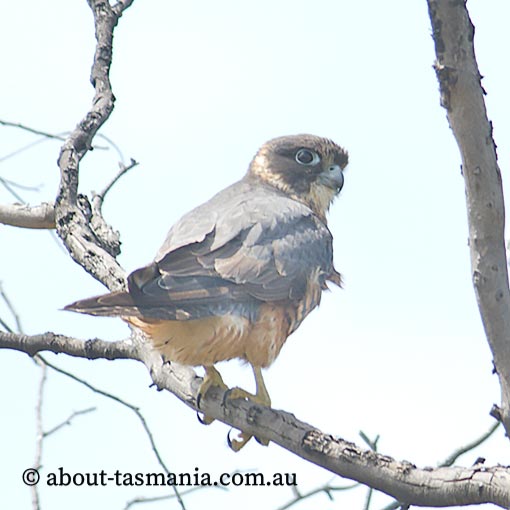 Falco longipennis, Australian Hobby, Tasmania