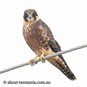 Australian Hobby