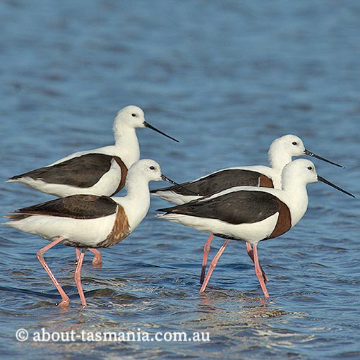 Banded stilt, Cladorhynchus leucocephalus, Tasmania