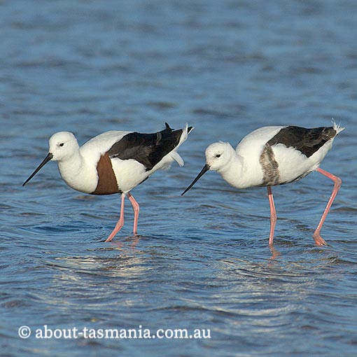 Banded stilt, Cladorhynchus leucocephalus, Tasmania