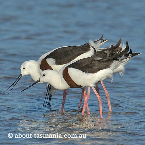 Banded stilt, Cladorhynchus leucocephalus, Tasmania