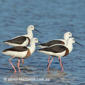 Banded Stilts
