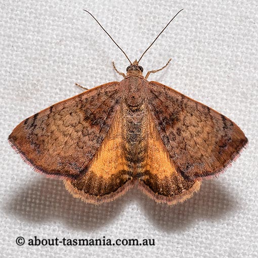 Chrysolarentia mecynata, Geometridae, Tasmania, moth