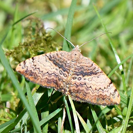 Chrysolarentia mecynata, Geometridae, Tasmania, moth