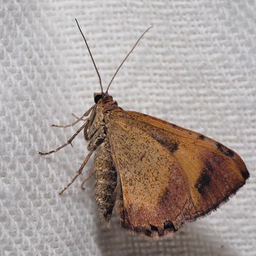 Chrysolarentia mecynata, Tasmania, moth