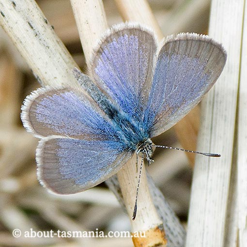 Common-Grass-Blue Common Grass Blue, Zizina labradus, butterfly, Tasmania