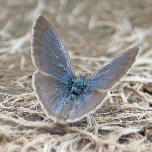 Common-Grass-Blue2 Common Grass Blue, Zizina labradus, butterfly, Tasmania