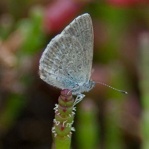 Common-Grass-Blue3 Common Grass Blue, Zizina otis, Zizina labradus, butterfly, Tasmania