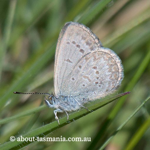 Common-Grass-Blue4 Common Grass Blue, Zizina labradus, butterfly, Tasmania