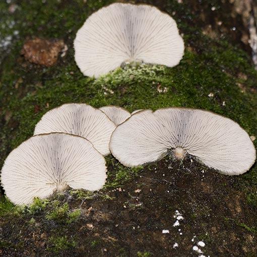 Conchomyces bursiformis, fungi, Tasmania