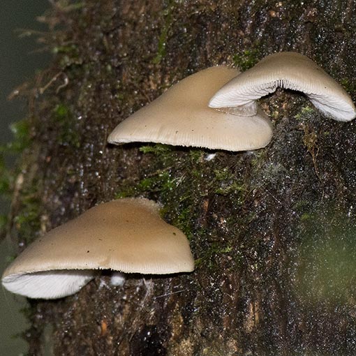Conchomyces bursiformis, fungi, Tasmania