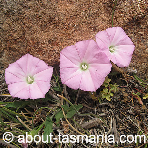 Convolvulus angustissimus,<br />
Pink bindweed, Tasmania