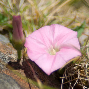 Convolvulus angustissimus