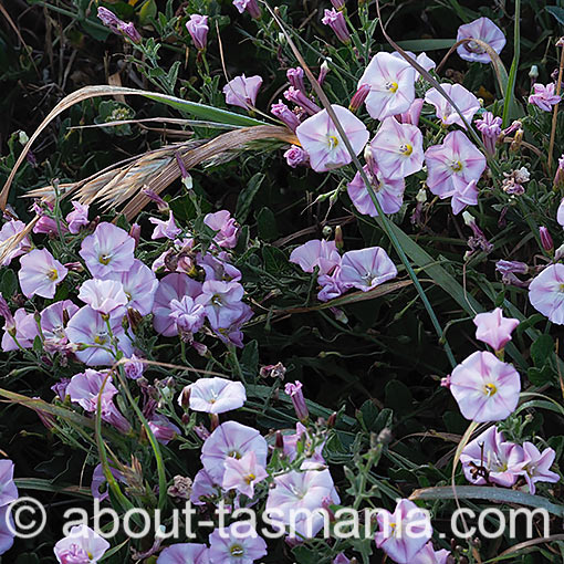 Convolvulus angustissimus, Pink bindweed, Tasmania