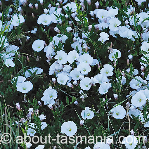 Convolvulus angustissimus, Pink bindweed, Tasmania