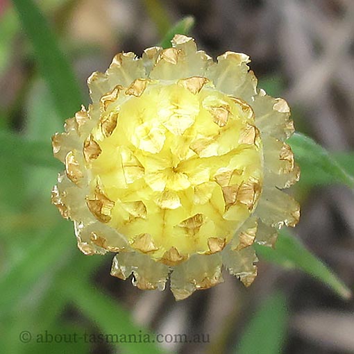 Coronidium scorpioides, curling everlasting, Tasmania