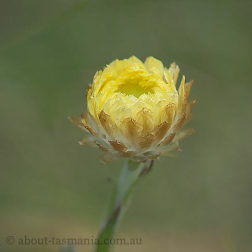 Coronidium scorpioides, curling everlasting, Tasmania