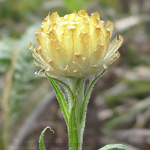 Coronidium scorpioides, curling everlasting, Tasmania