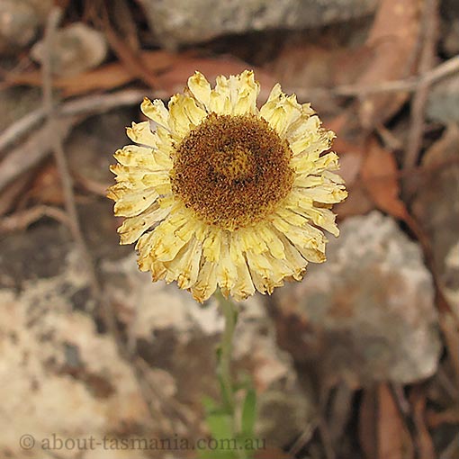 Coronidium scorpioides, curling everlasting, Tasmania