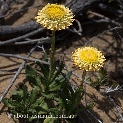 Coronidium scorpioides, curling everlasting, Tasmania