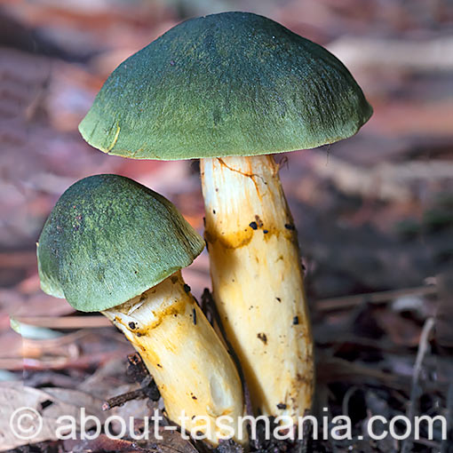 Cortinarius austrovenetus, fungi, Tasmania