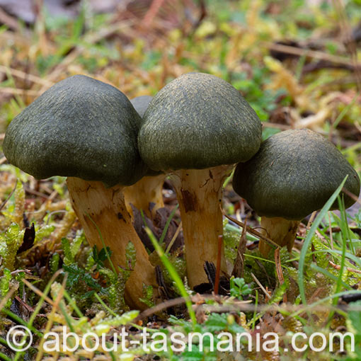 Cortinarius austrovenetus, fungi, Tasmania