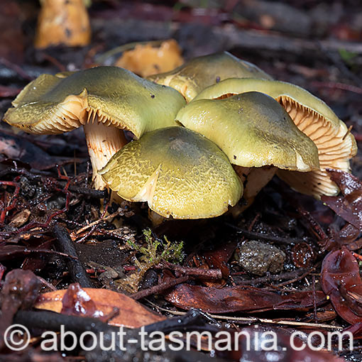 Cortinarius austrovenetus, fungi, Tasmania