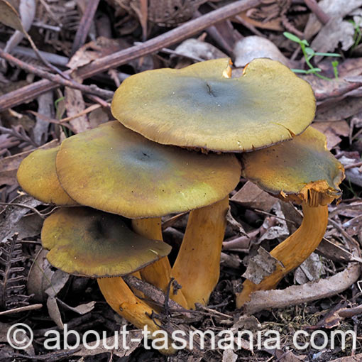 Cortinarius austrovenetus, fungi, Tasmania