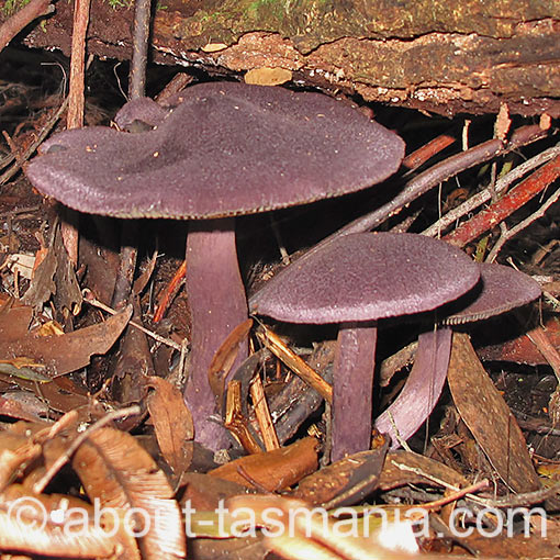 Cortinarius austroviolaceus, fungi, Tasmania