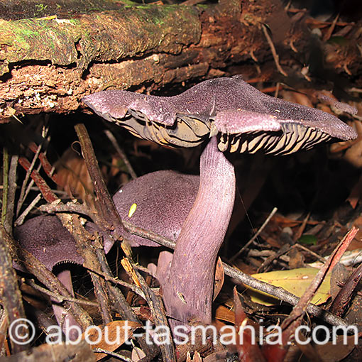 Cortinarius austroviolaceus, fungi, Tasmania