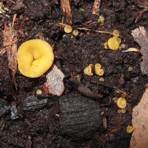 Phaeohelotium baileyanum, Discinella terrestris, fungi, Tasmania