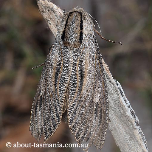 Endoxyla lituratus, Cossidae, Tasmania, moth