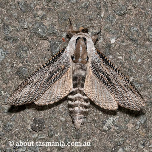 Endoxyla lituratus, Cossidae, Tasmania, moth