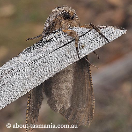 Endoxyla lituratus, Cossidae, Tasmania, moth