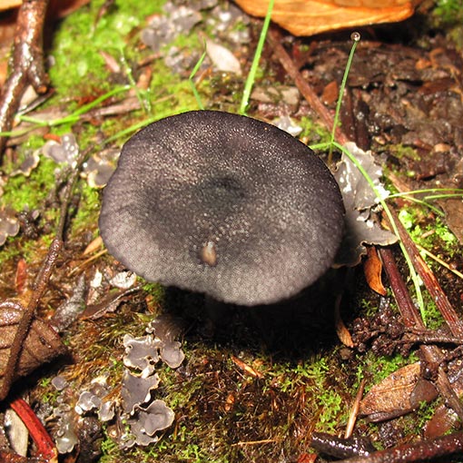 Entoloma discrepans, fungi, Tasmania